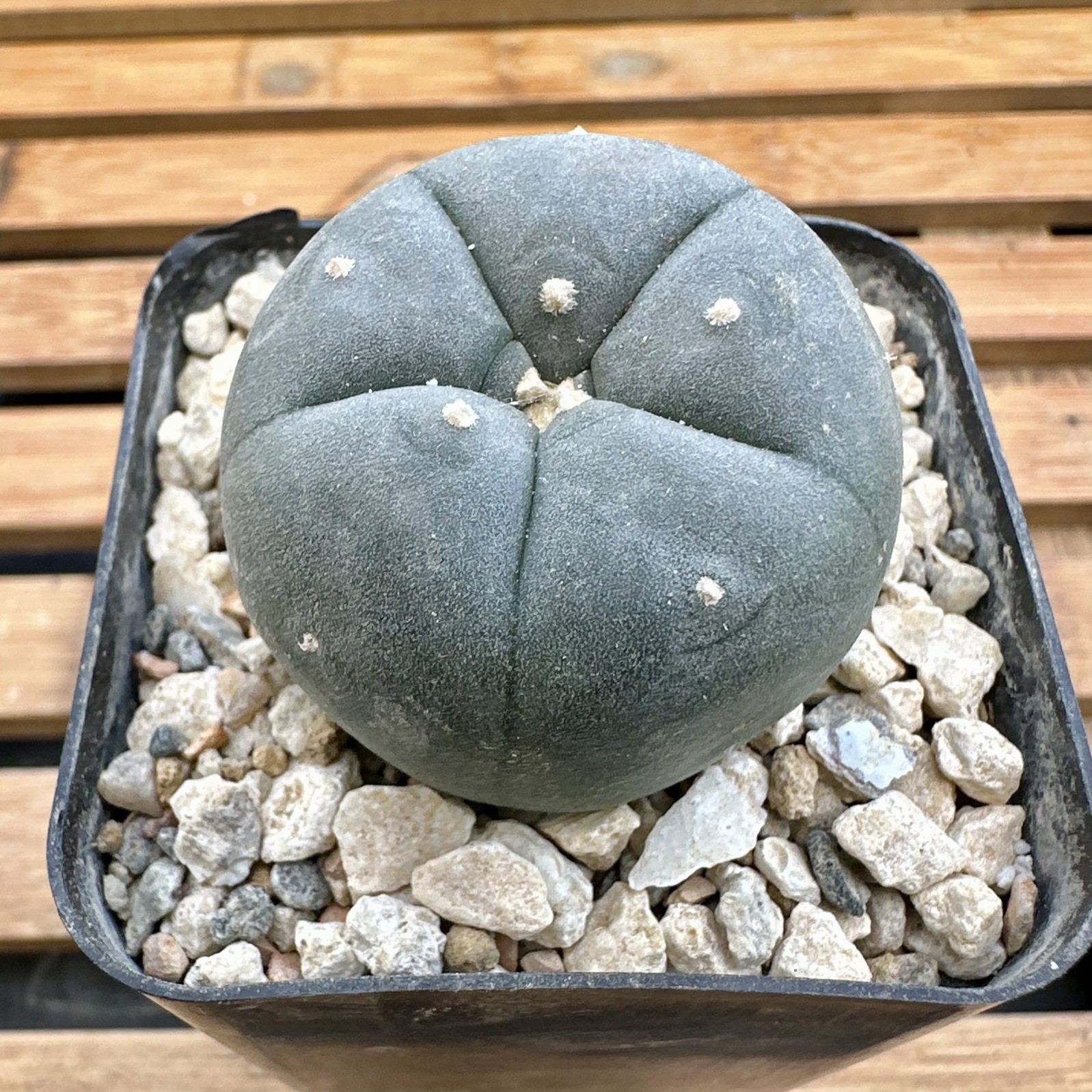copiapoa ariocarpus aztekium cactus “SANTA CLARA” Seed Grown USA