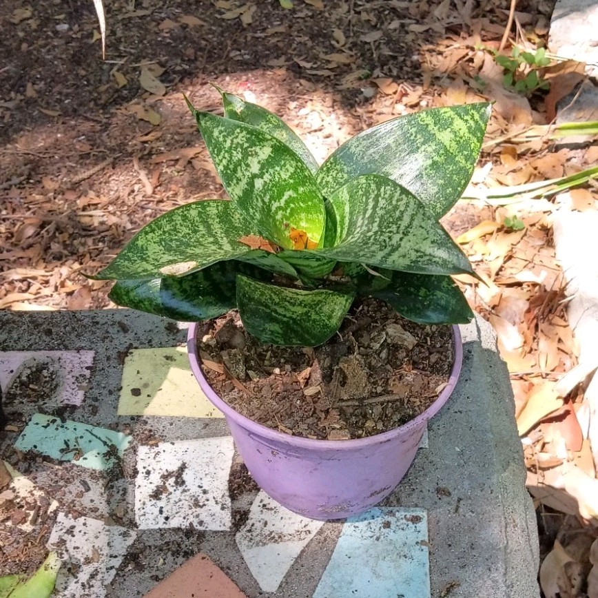 Snake Plant Sansevieria Potted Houseplant Green Broadleaf Purple Pot Indoor