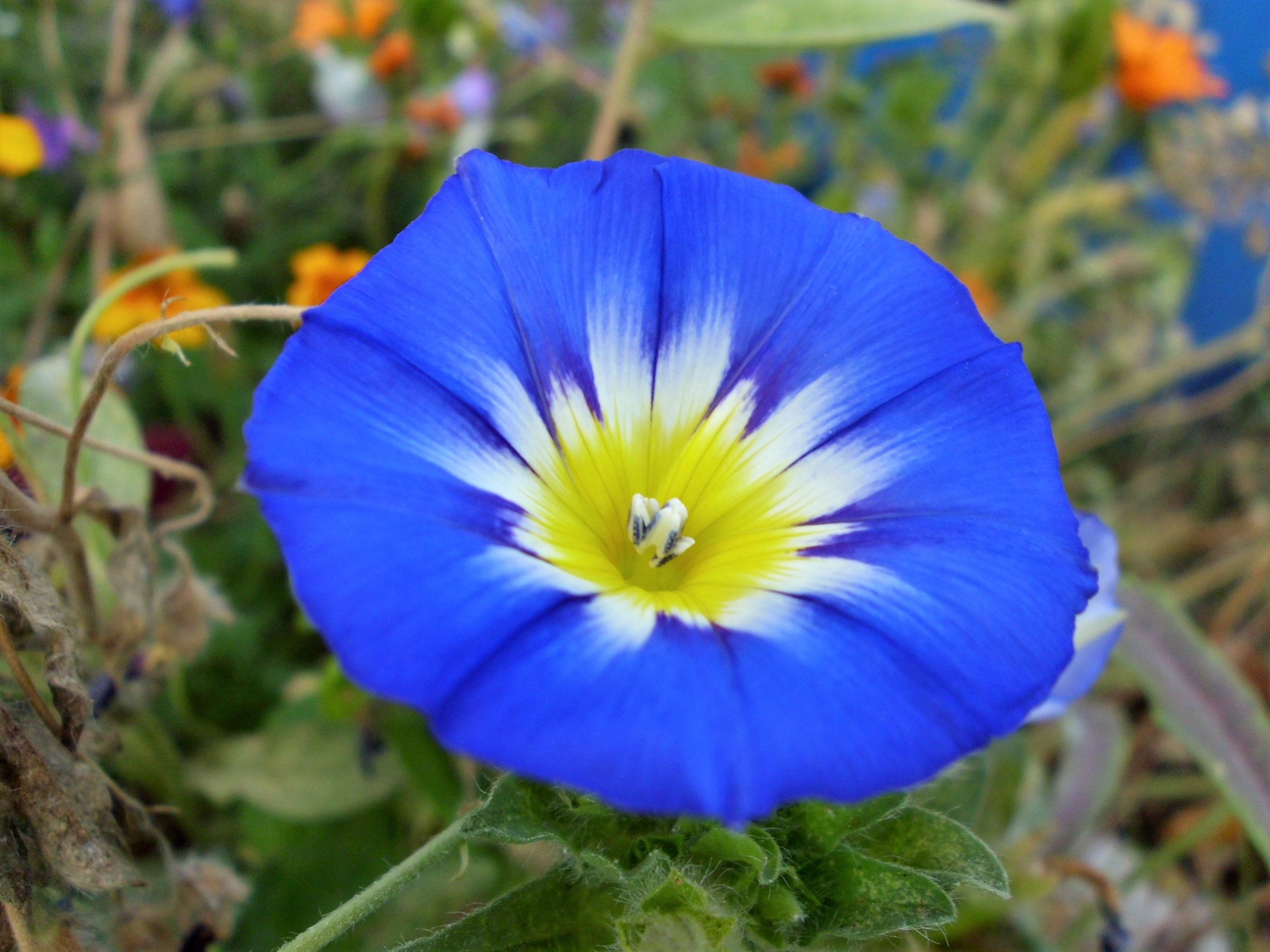 40 Dwarf BLUE FLASH MORNING GLORY Convolvulus Tricolor Violet Flower Vine Seeds
