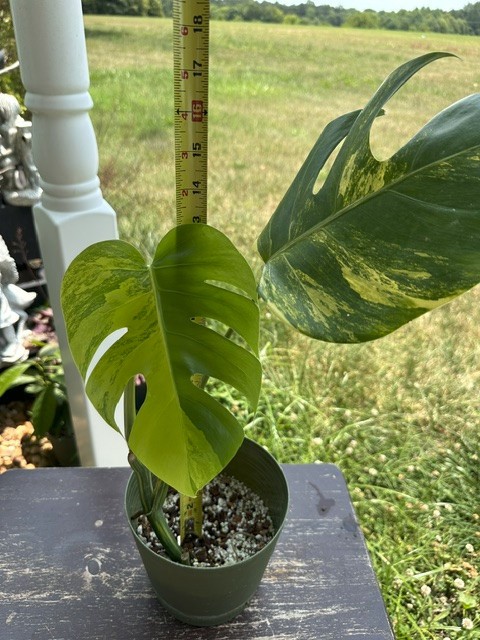 Monstera Aurea Variegated – Exact Live Rooted Plant – US Seller – A2