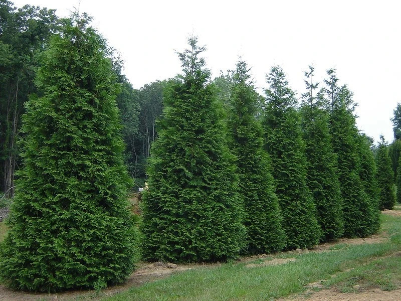 Fast Privacy Trees-Thuja Green Giants