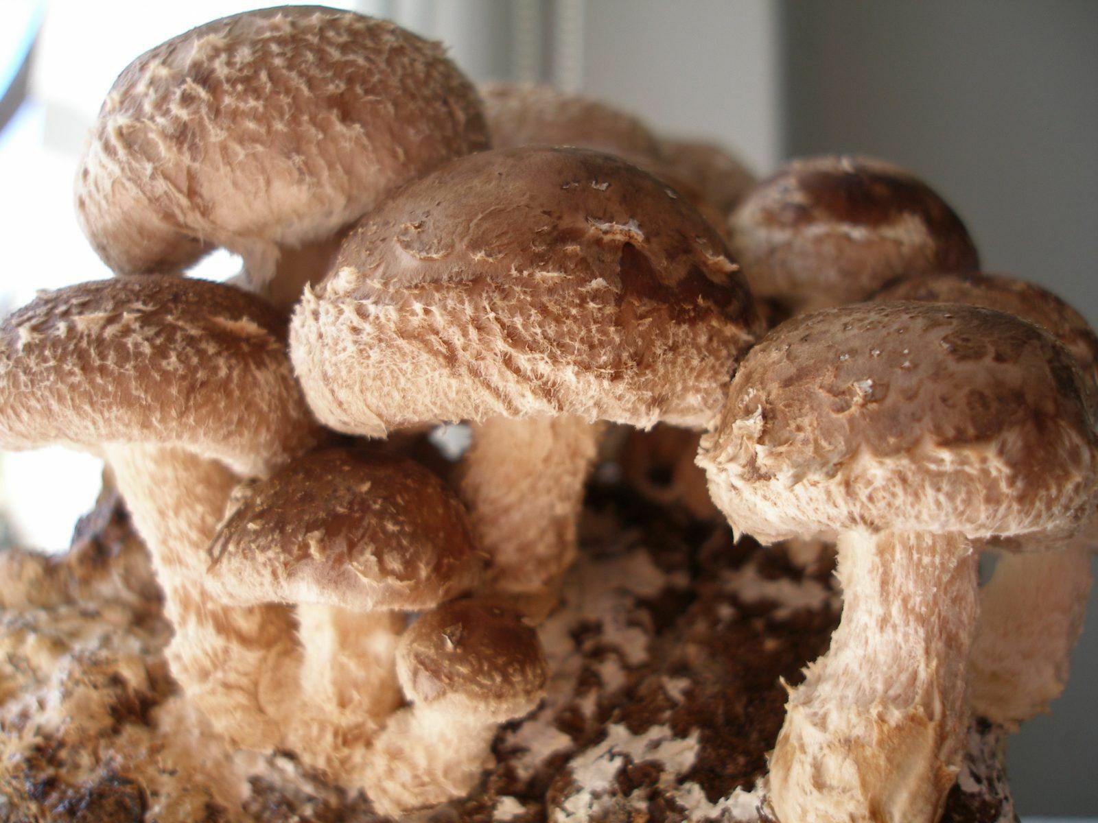 Seeds Mushroom Shiitake Imperial Mycelium Spawn Spores Organic Ukraine