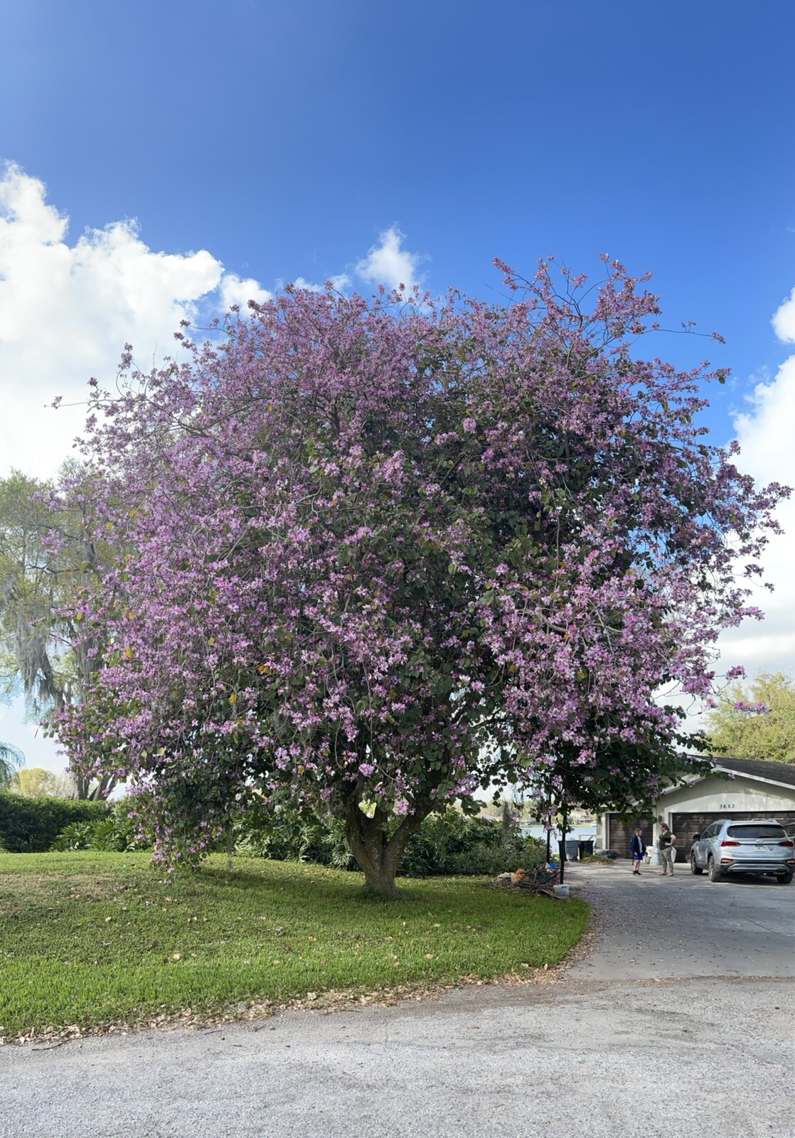 Guaranteed To Grow Orchid Tree (Bauhinia Purpurea) Seeds- Florida Homegrown