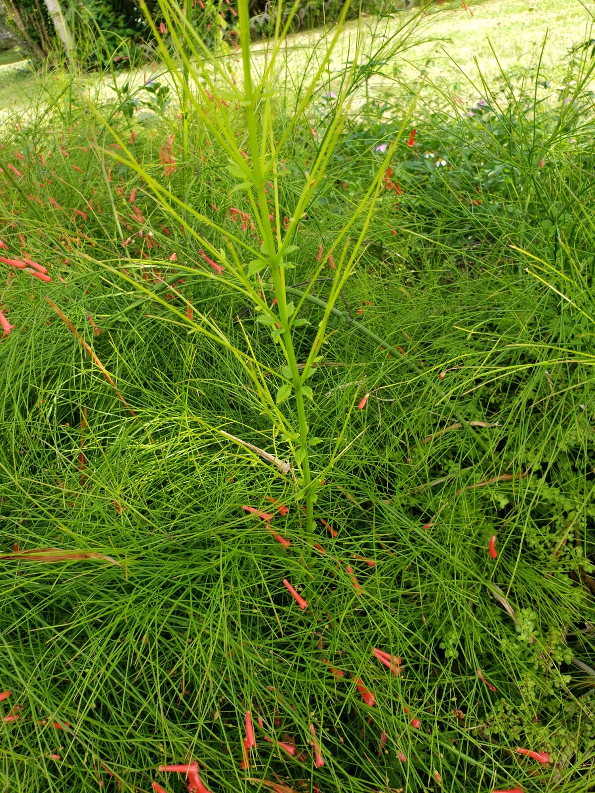 FIRECRACKER FERN Red Flowers Bush Low full green Ground Cover – 10 Cuttings