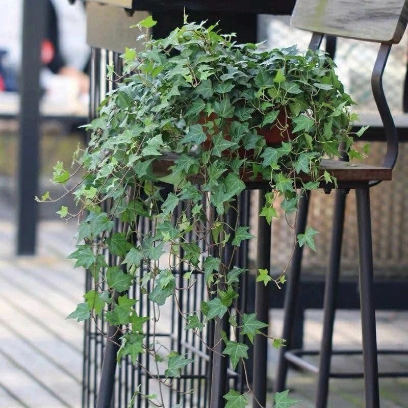 Boston Ivy Seeds 120ct Parthenocissus tricuspidata Climbing Vine Trellis