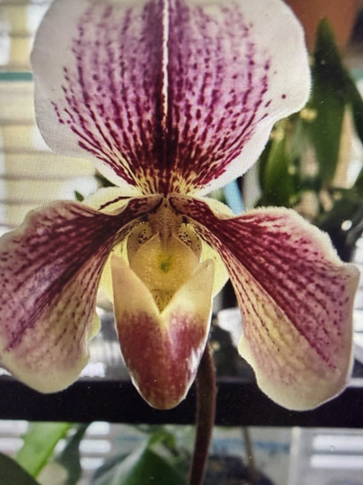 ORCHID PLANT PaphSheldra Beverly Roades has bud 4 in pot 2 growth