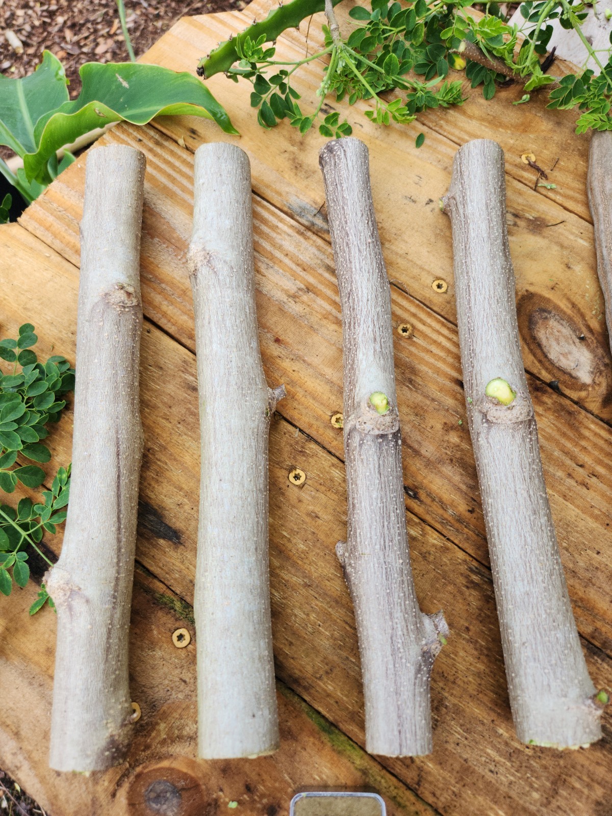 (4) THICK MORINGA Cuttings Oleifera Miracle Drumstick Tree