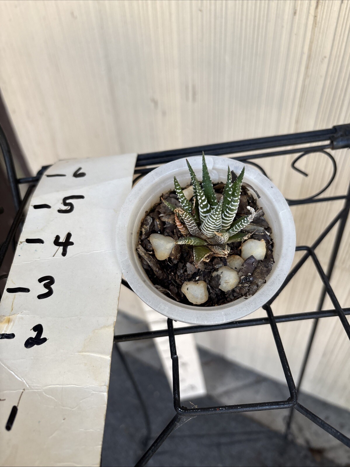 As shown appx 3-inch tall Haworthiopsis attenuata Zebra Plant