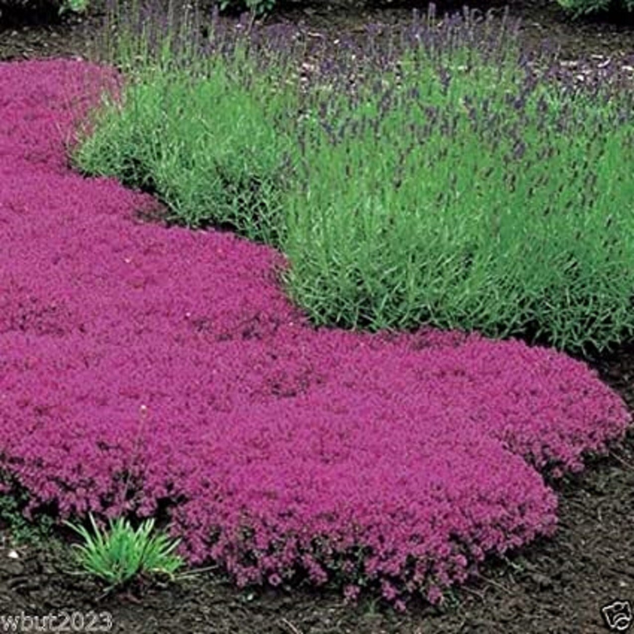 500 Creeping Thyme Seeds – Magic Carpet- Perennial Ground Cover