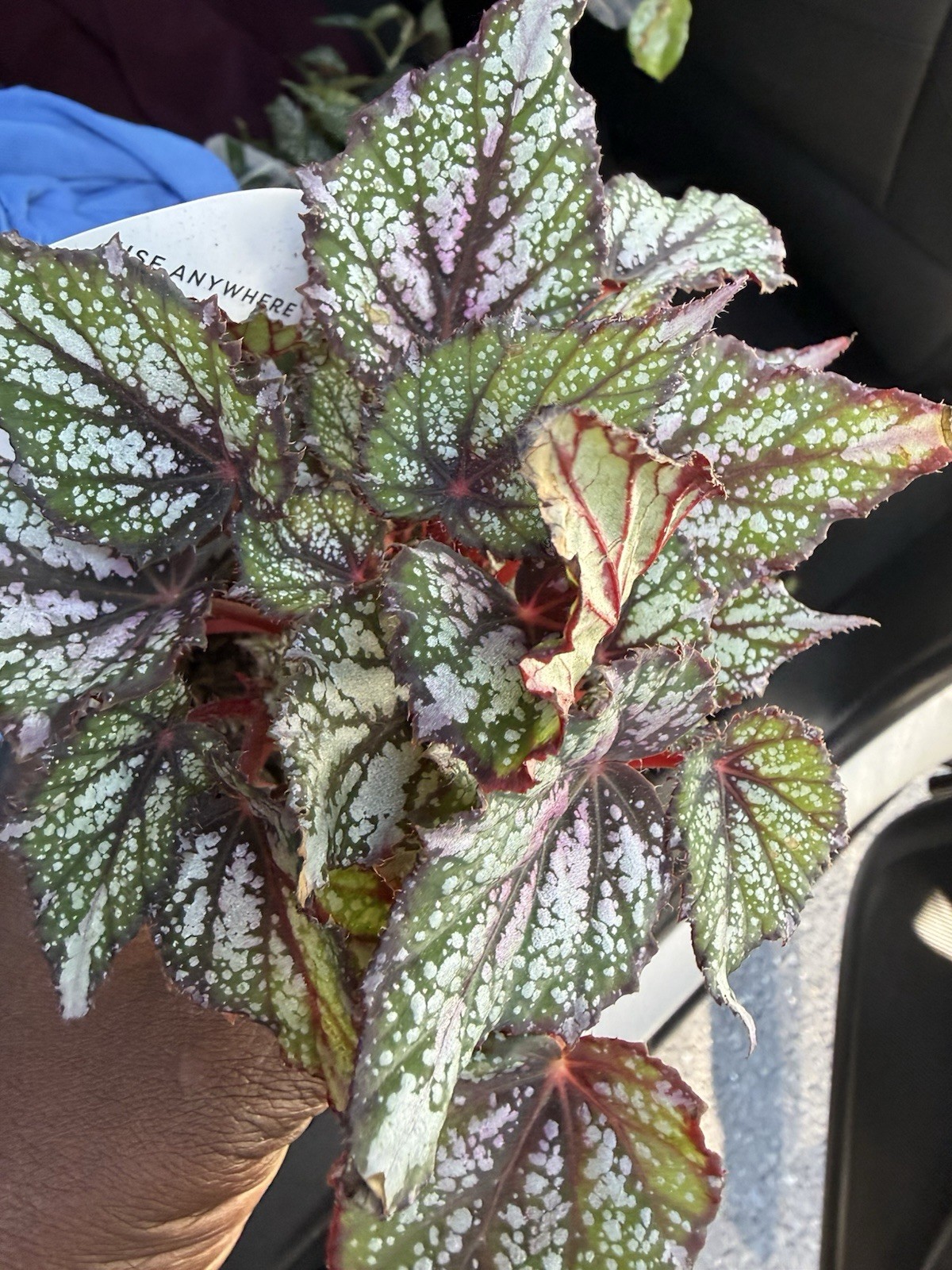 Begonia Hybrid Plants 4 Inches Pot