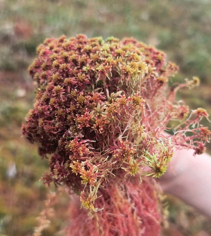 Live Sphagnum Moss From Wisconsin for Terrariums Orchids Carnivorous Plants Etc