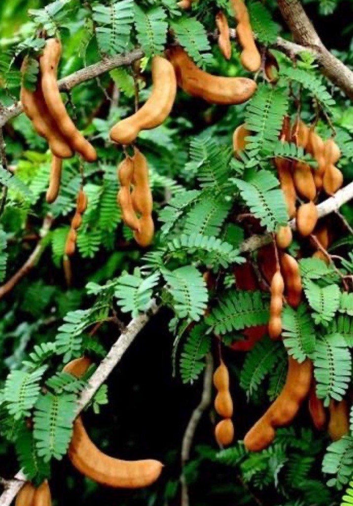 6+ Seeds: Tart Tamarind-Fruit Tree. Drought & Heat-Tolerant. Antioxidants