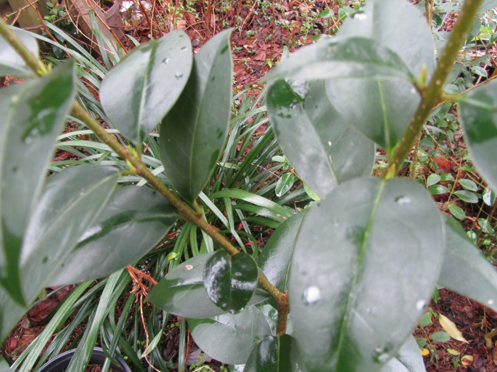 1 PLANT 2-4′ LIGUSTRUM JAPONICUM JAPANESE PRIVET – EVERGREEN SHRUB