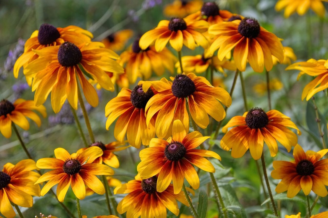 Black Eyed Susan Seeds – 500 Seeds!
