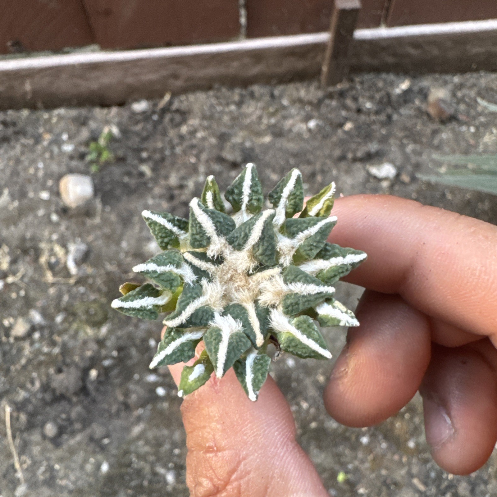 #2. Ariocarpus kotschoubeyanus