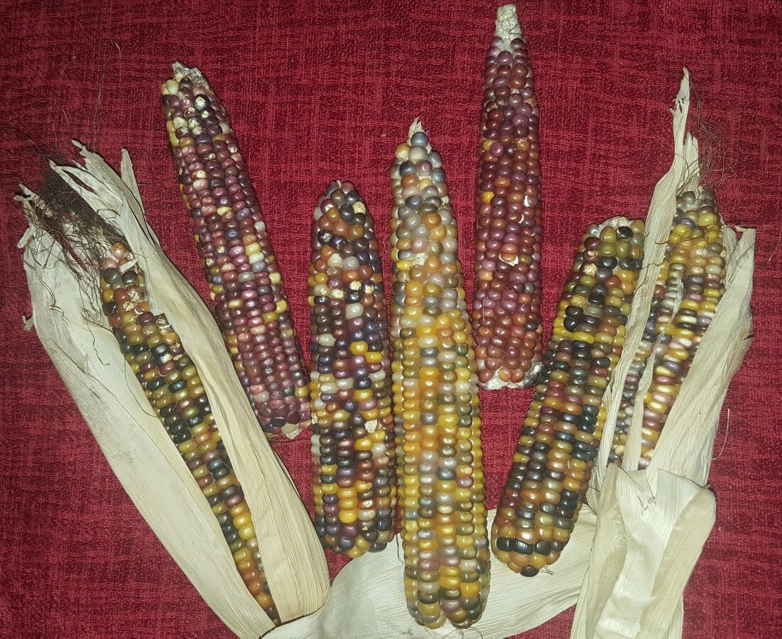50 Cherokee Glass Gem Corn Seed, Kentucky Grown, USA, Non GMO 2019 crop.