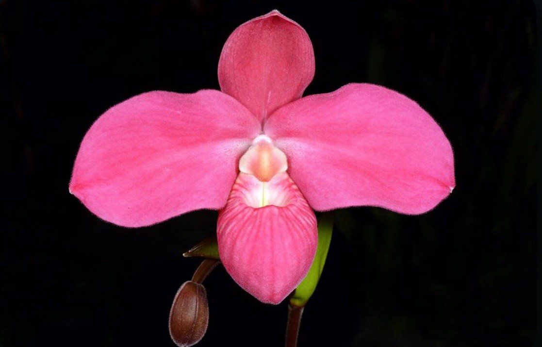 Phragmipedium Eugene Banzinger ‘Pangui Sunset’ Red Pink Orchid Hybrid 4” RePot