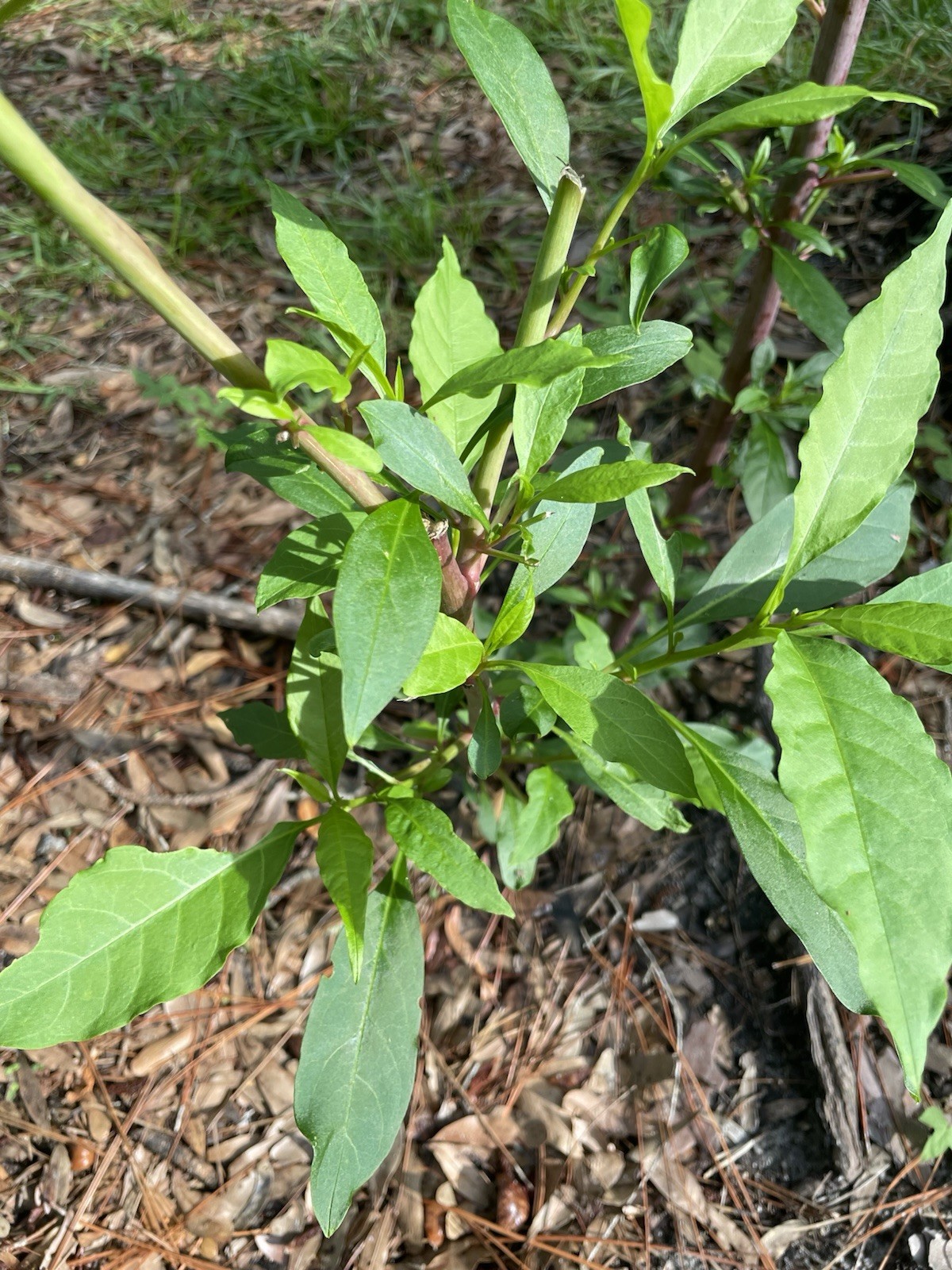 AMERICAN POKEWEED Phytolacca Americana Dried Seeds Folk Toxic edible Poke Salet