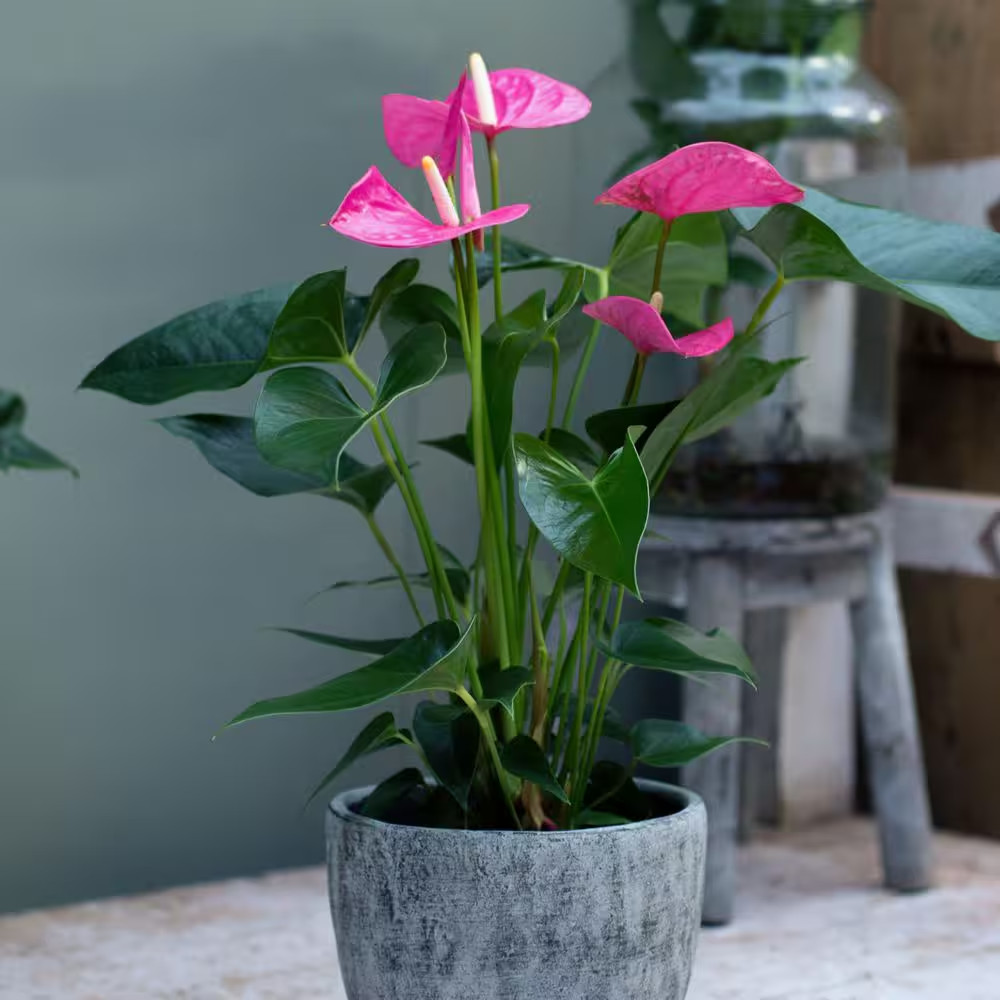 6 In. Spacescape Tropical Anthurium Plant Collection in Grower Container (4-Pack
