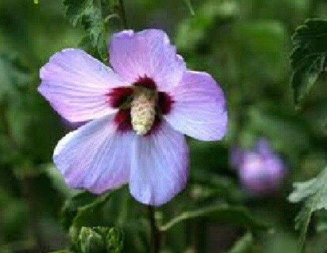 3 Rose Of Sharon Hibiscus Organic Live Plant w/Roots Transplant Starter Bush 1FT