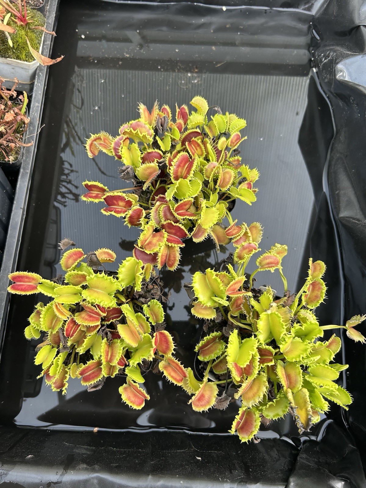 Venus Flytrap Chinese Dumpling- Carnivorous Plant – Large Adult Division! 🔥