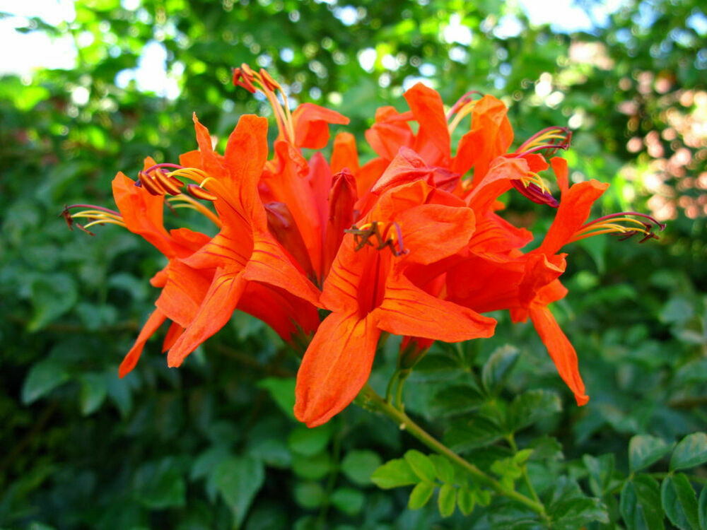 **Cape Honeysuckle**Tecomaria Capensis**STARTER PLANT**Birds & Butterfly Love It