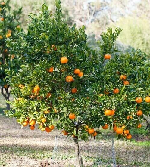 6 Sweet Juicy Honey Tangerine Seeds – Citrus Fruit – OUT OF STOCK