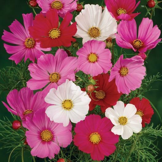 Cosmos TALL SENSATION Mix 4-6′ Red, Pink, White Pollinators Non-GMO 100 Seeds