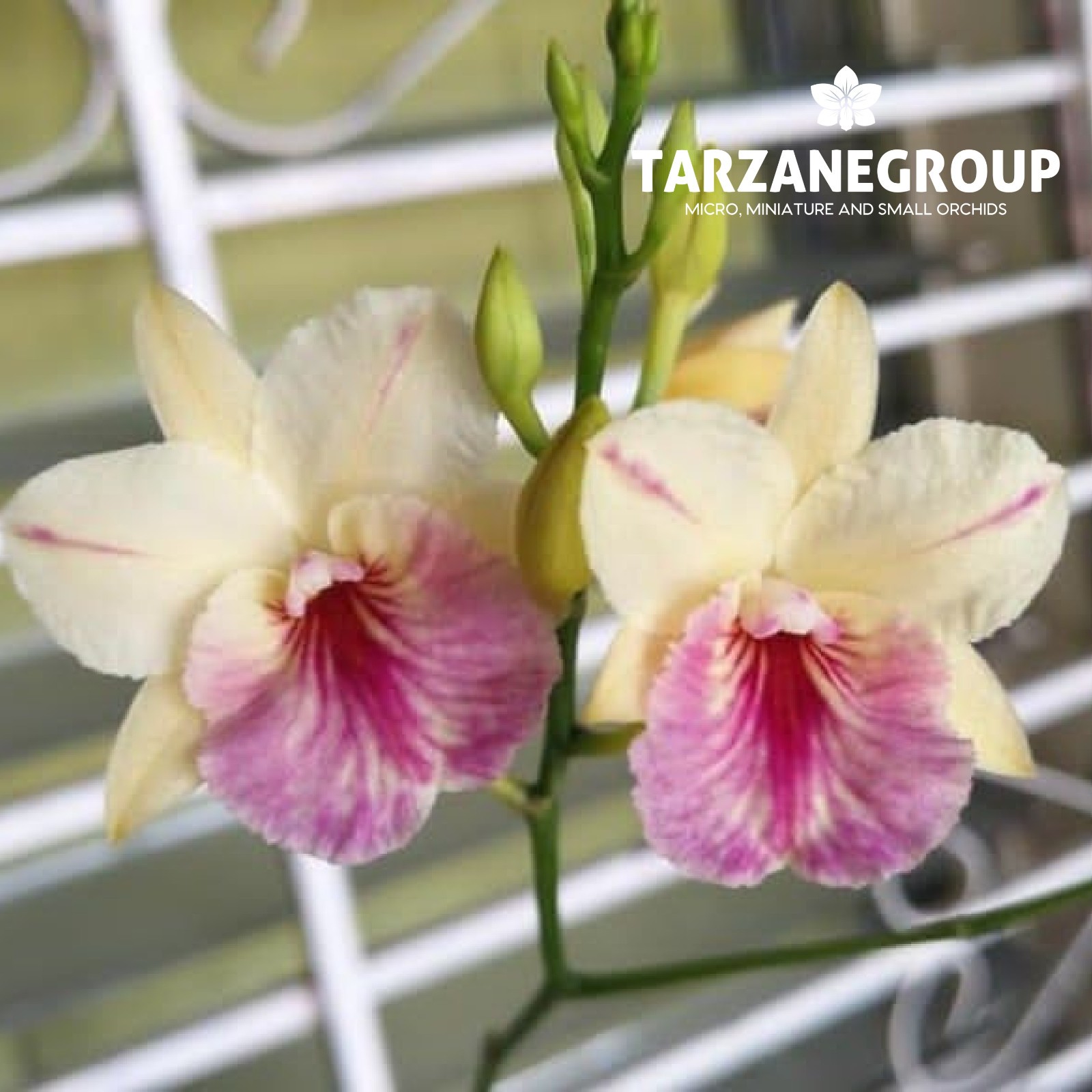 BROUGHTONIA SANGUINEA ‘HR SPLASH x STAR SPLASH’ SMALL ORCHID MOUNTED