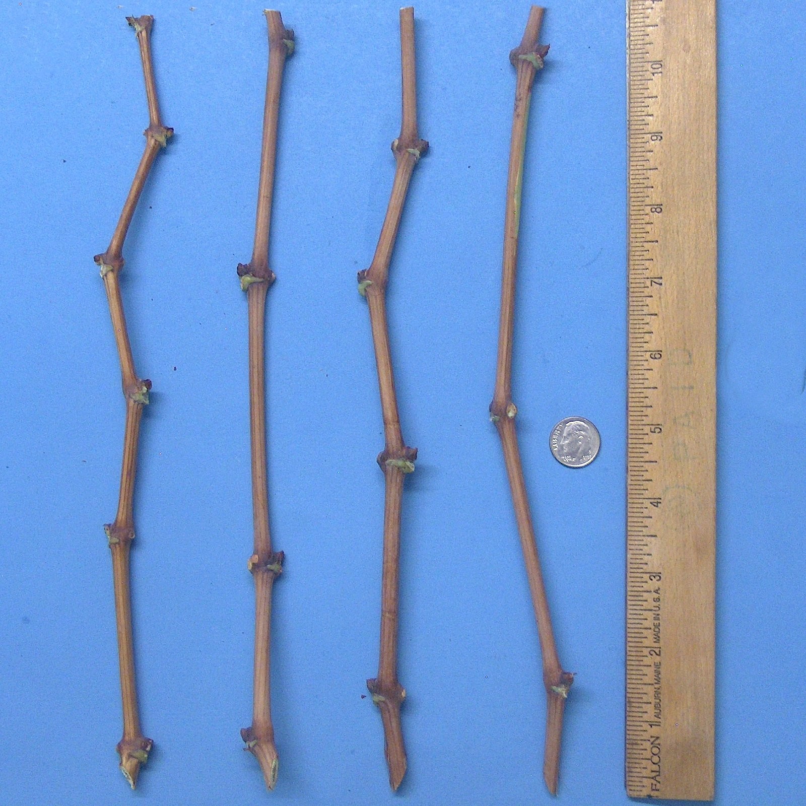 T113A Lot of 4 Cabernet Sauvignon Vine Tree Cuttings Red Wine Grape No Roots