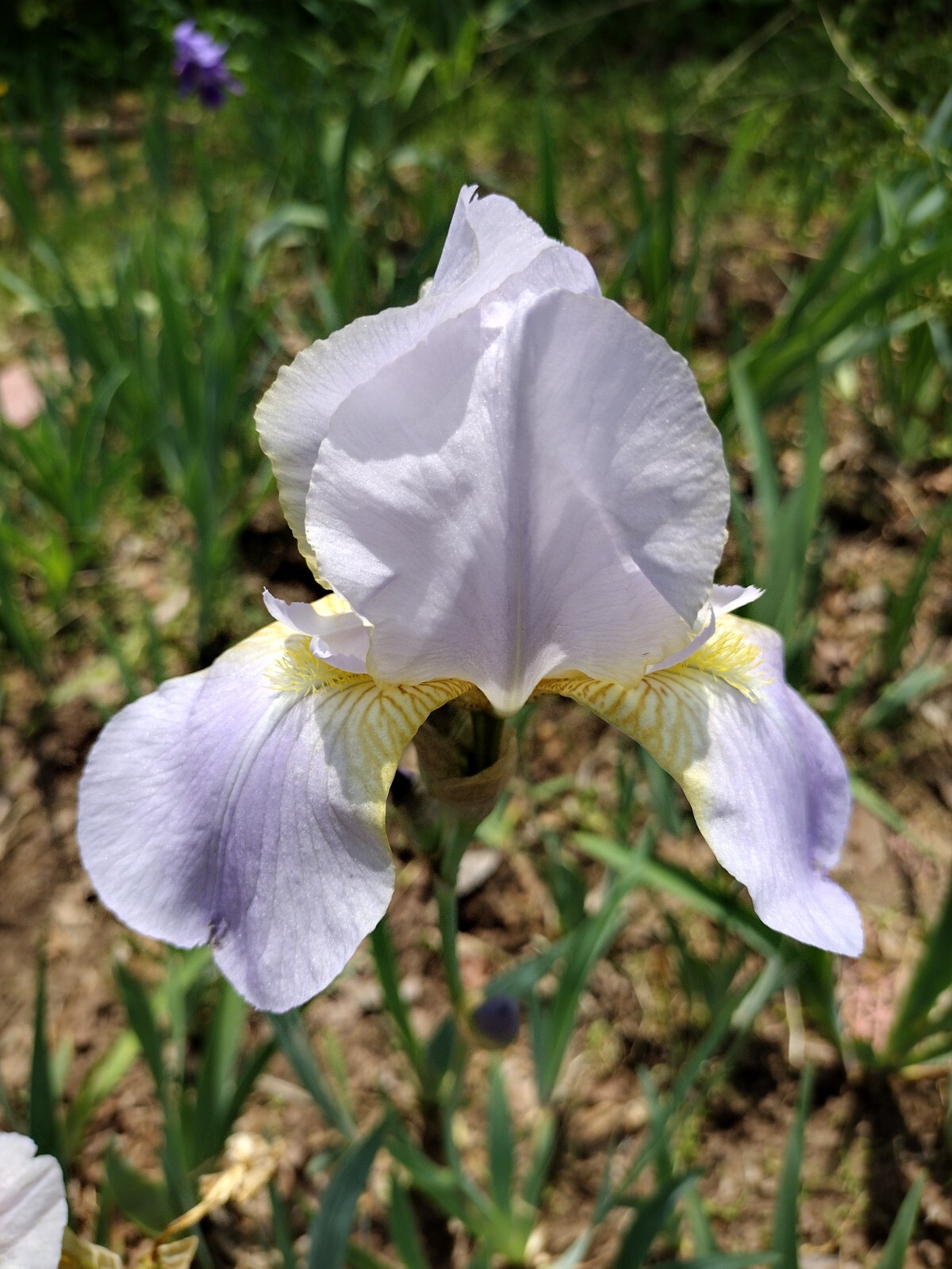 25xBearded Iris Rhizomes – Easy to Grow, FresH Mixed Colors FAST SHIPPING