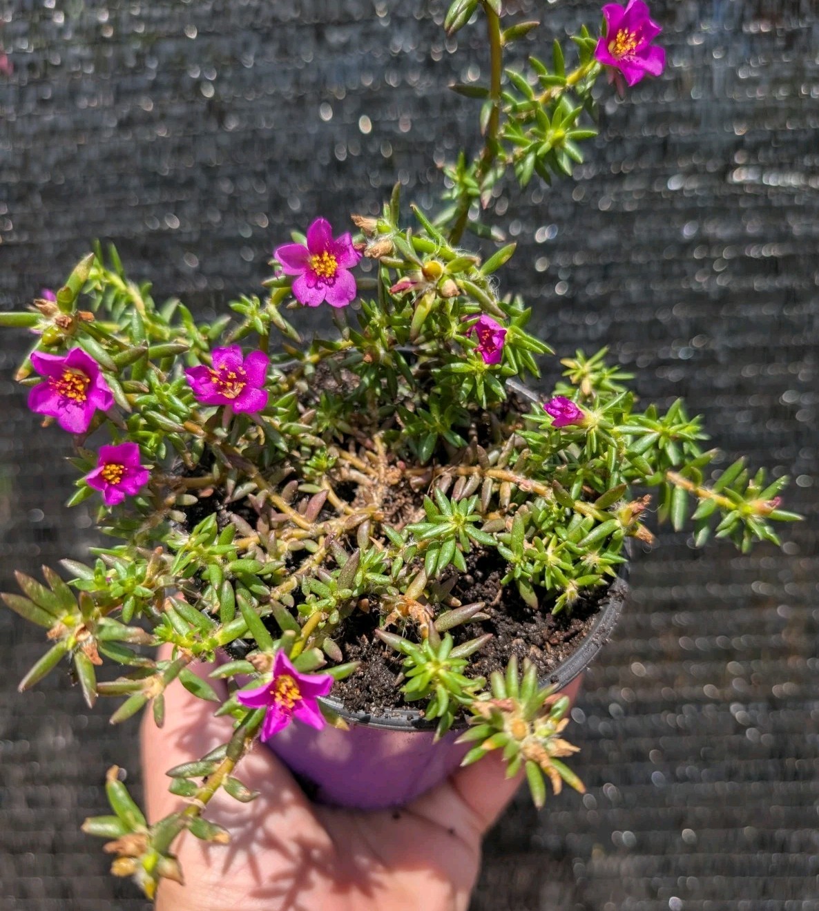 3 Rooted Moss Rose Plants Portulaca pilosa Magenta Kiss Me Quick Florida Native