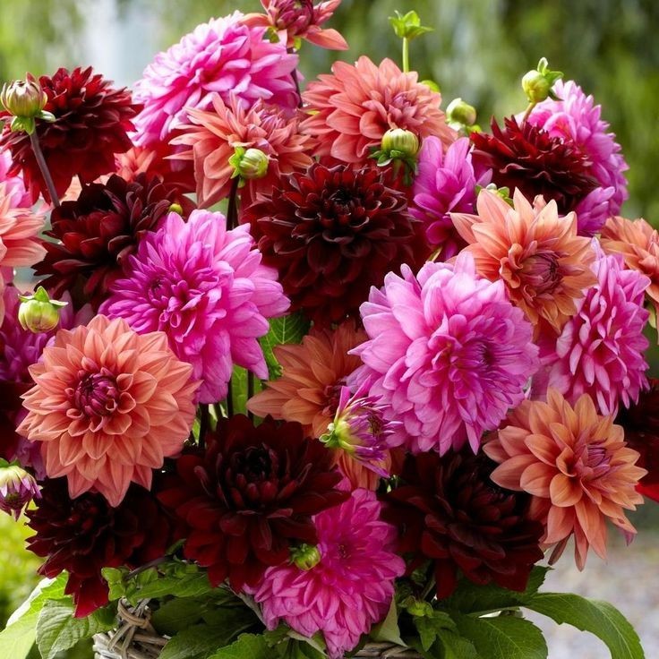 25 Dahlia Seeds Perennial Heirloom Pollinator Flower Flowers “Cactus Mix”