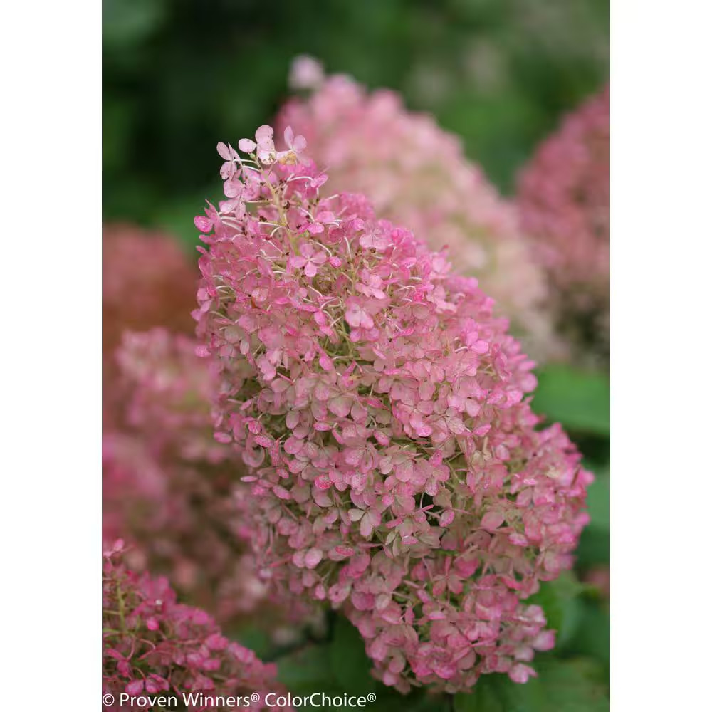 1 Gal. Bobo Hardy Hydrangea (Paniculata) Live Shrub, White to Pink Flowers