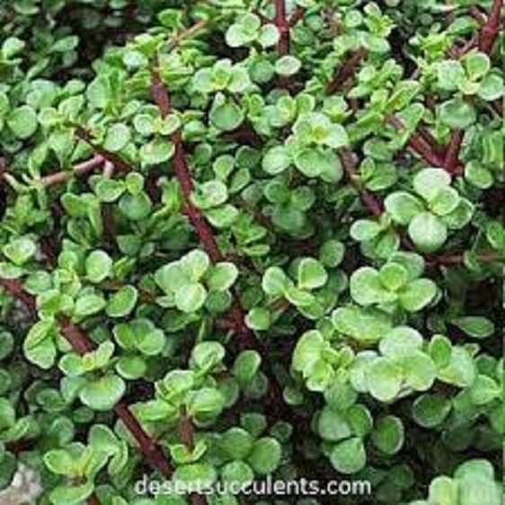 Elephant Bush Jade PORTUCALARIA AFFRA plant Green/Red stem 11 cuttings