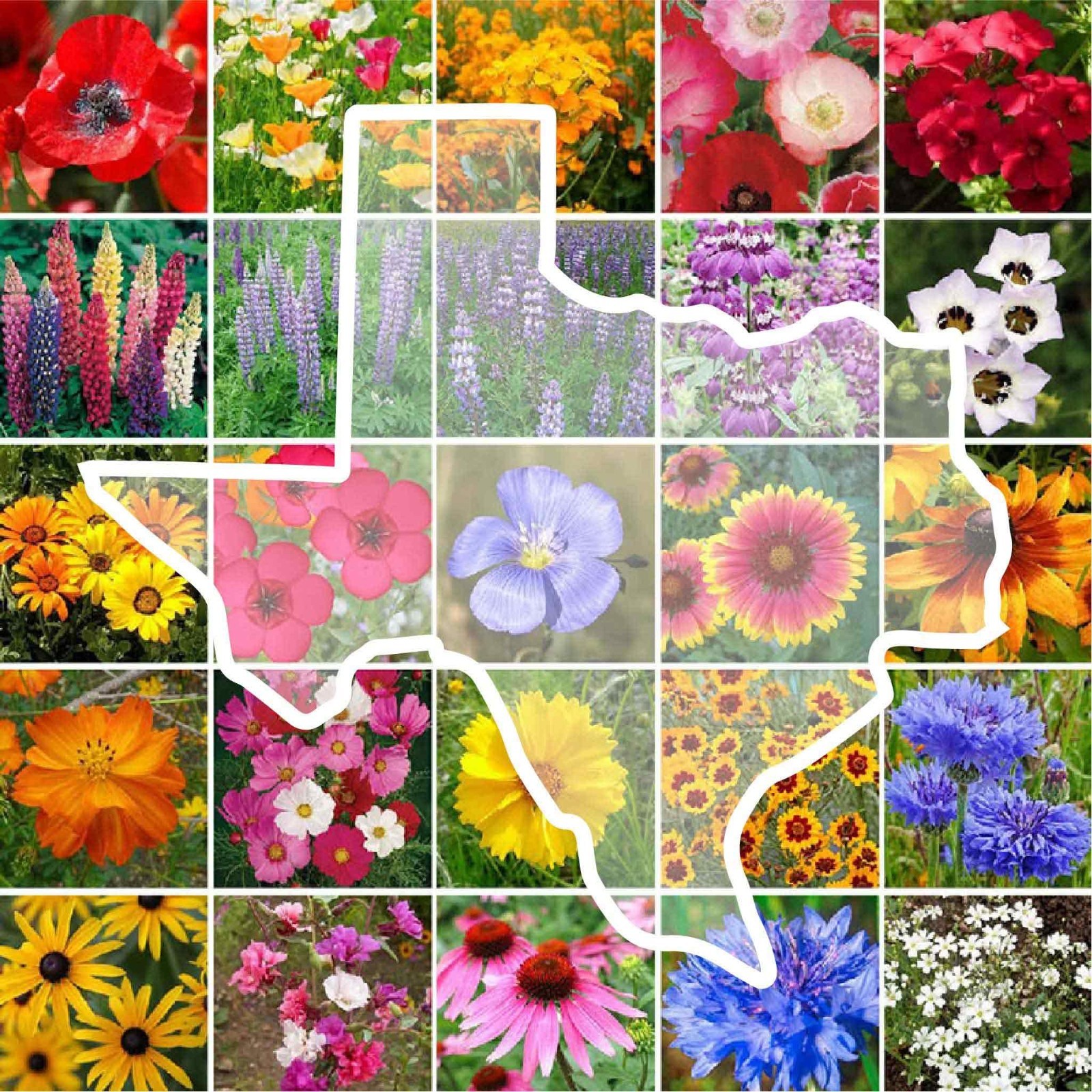 Texas Wildflower Mixed Seeds – 1 lb, 480,000+ Seeds, Attracts Pollinators, Plant