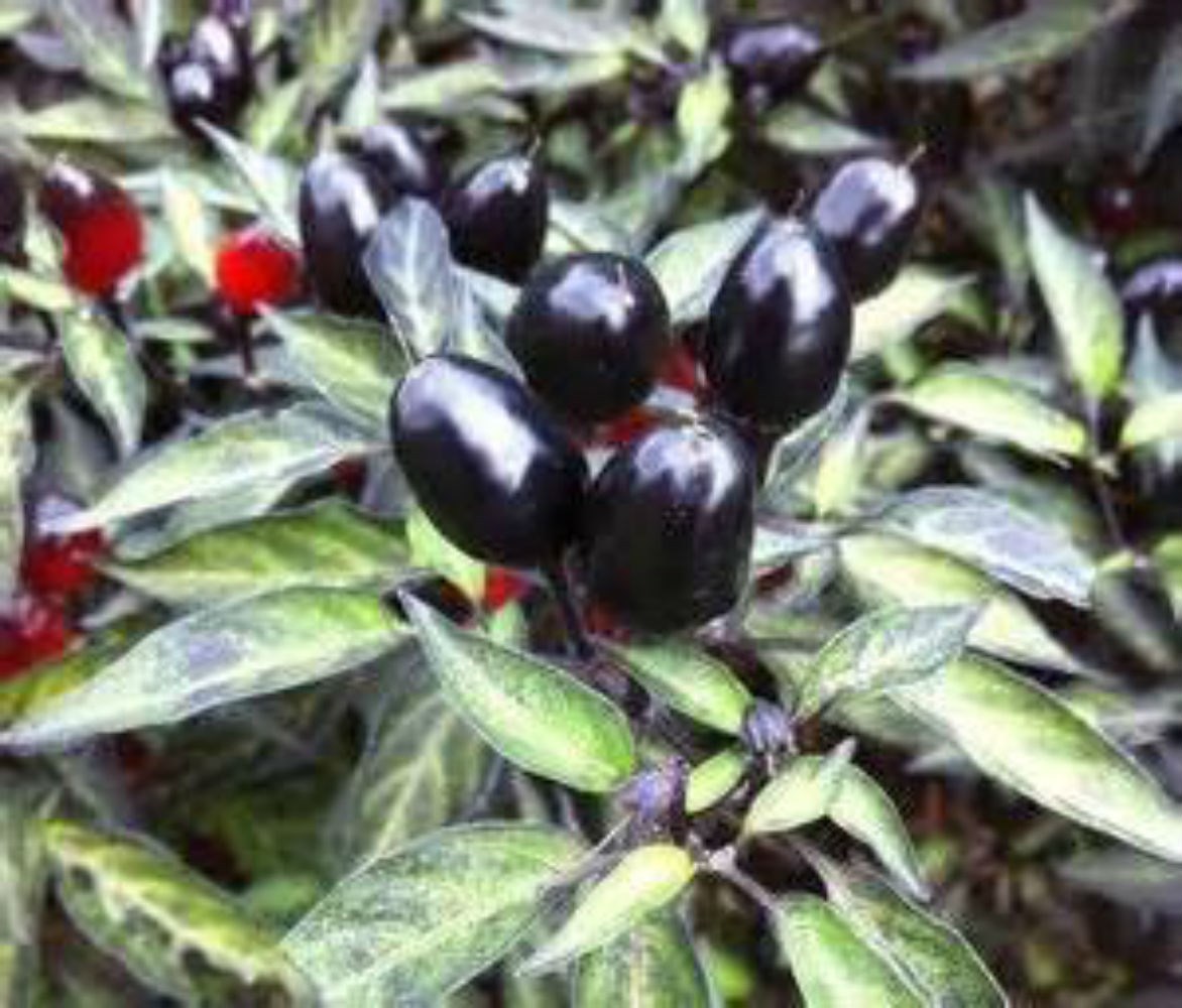 Black Olive Pepper! GREAT DARK COLOR! Free Gift & Combined S/H!