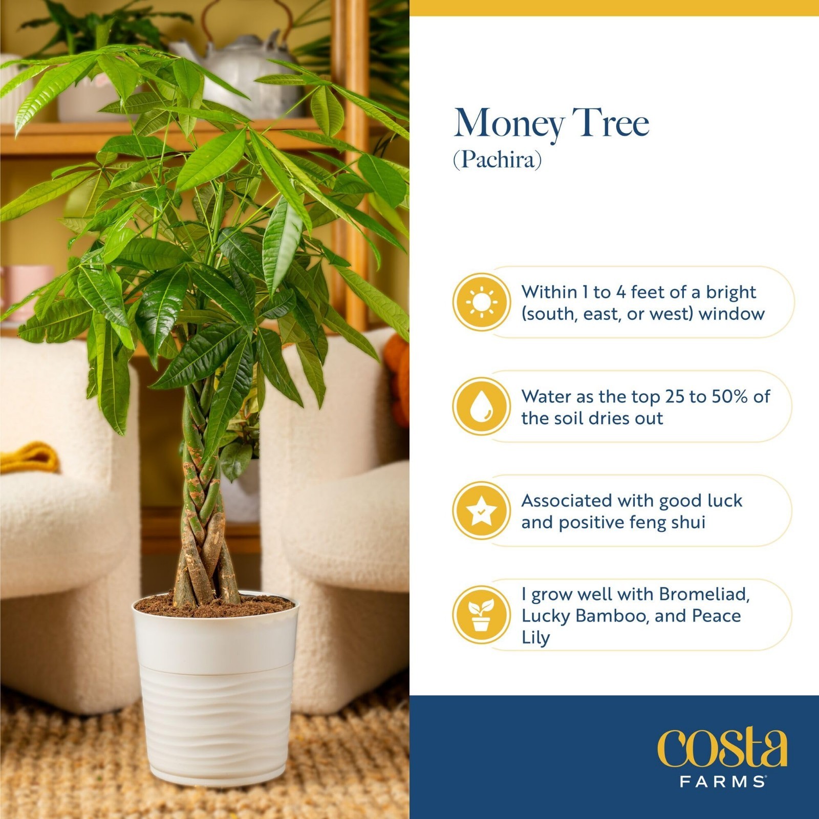 Live Money Tree Plant 3-4ft Tall, Braided Trunk, Easy Care Indoor Floor Plant, P