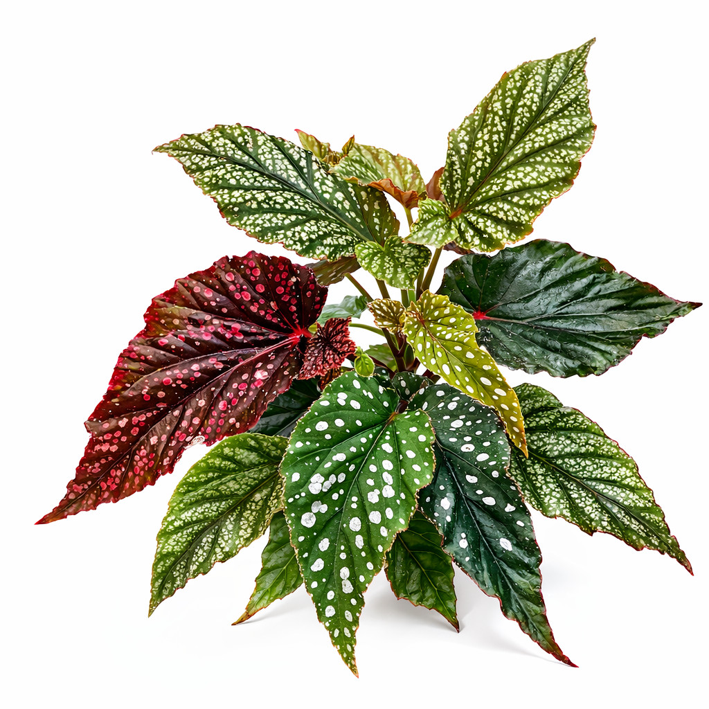 Angel Wing Begonia Assorted Starter Plant Bundle Pack of 5 Live House Plants