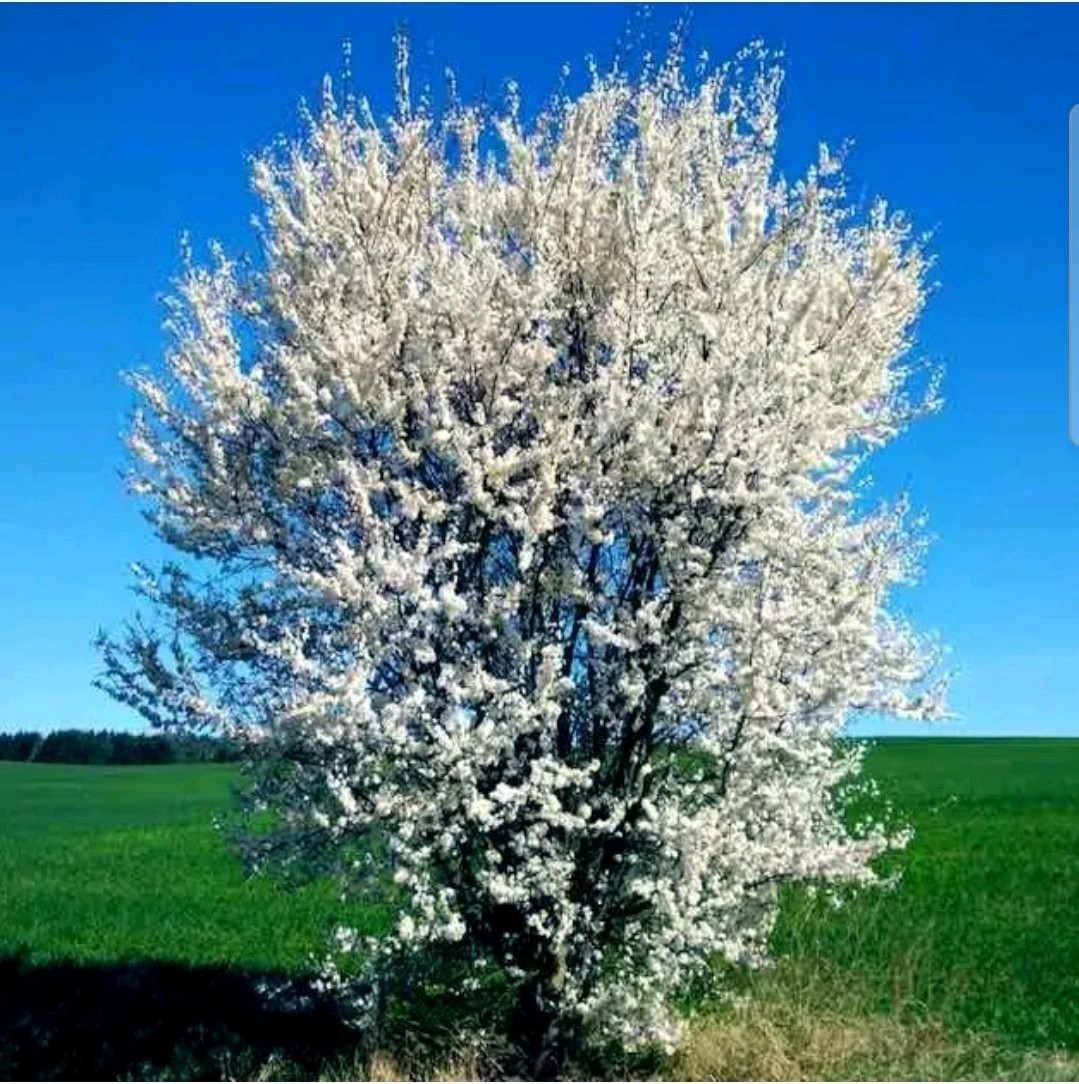 100 AMERICAN PLUM TREE SEEDS (Prunus americana) Fast Flower Plant high quality