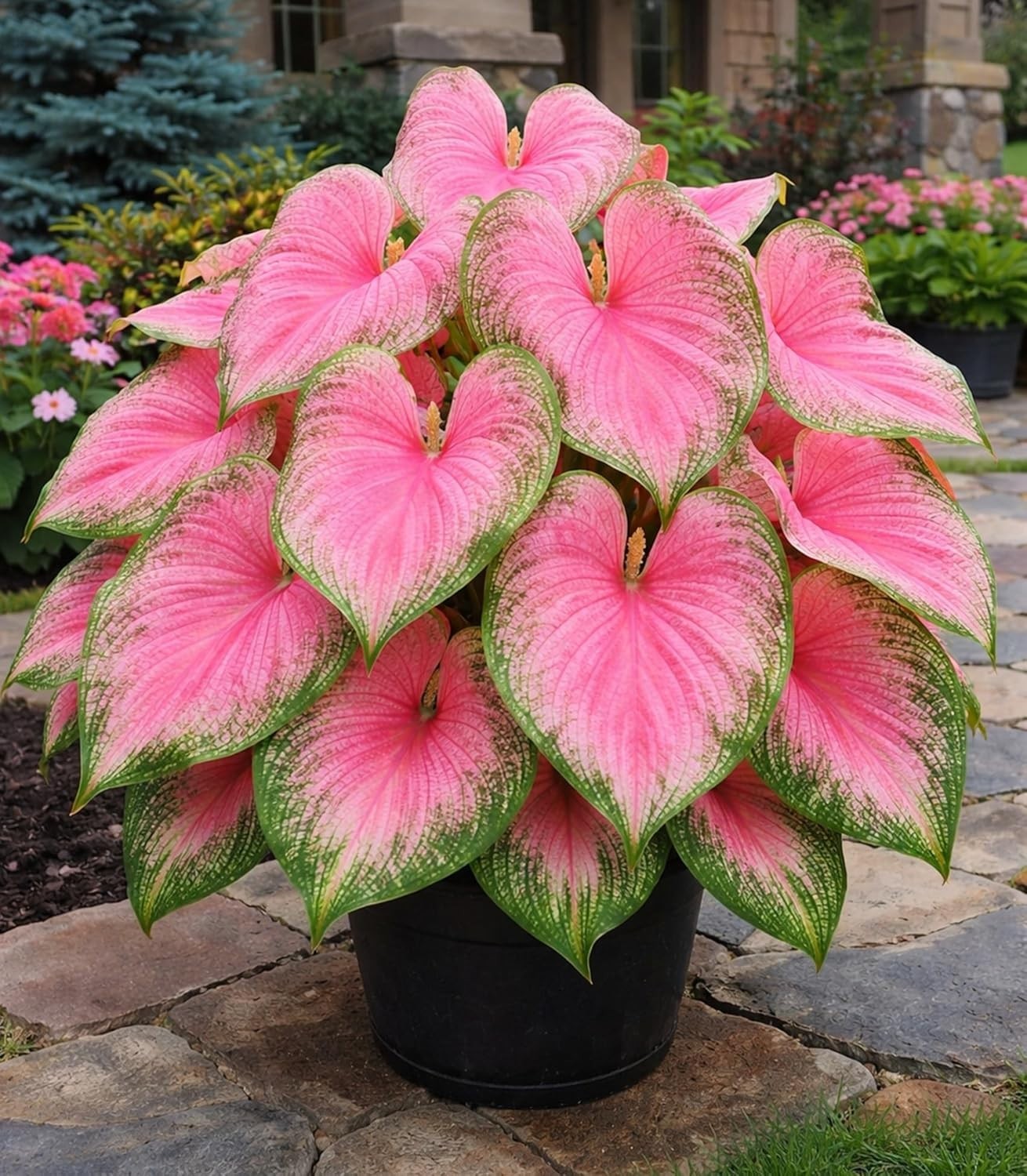 Pink Princess Caladium Bulbs for Planting – Beautiful Spotted Leafs Stand Out…