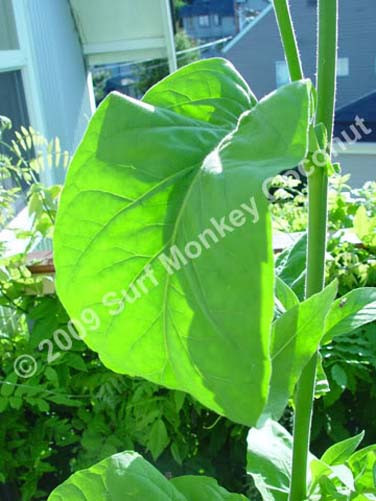500 Virginia Tobacco seeds w/ FREE how to grow booklet! HEIRLOOM GRADE A+