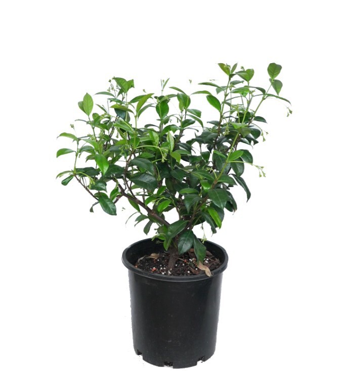 Star Jasmine Plant Pink Showers Trachelospermum Jasminoides Flower 4-6″H 2.5″Pot