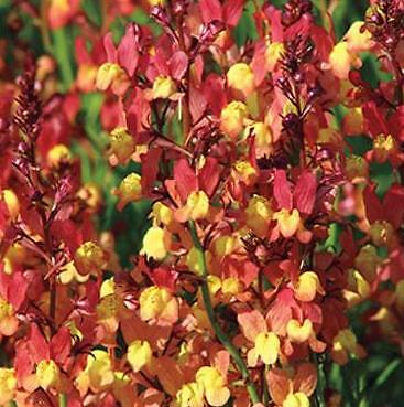 Linaria maroccana Peach 1,000 seeds