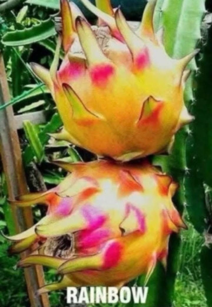 Rainbow Dragon Fruit Cuttings 8-12 Inches Check Description ￼