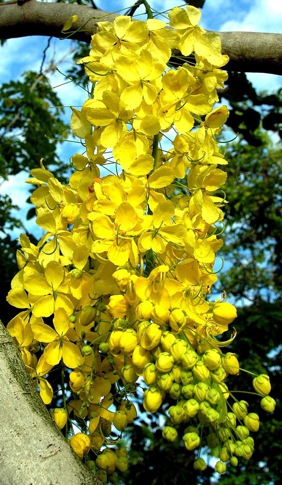 GOLDEN SHOWER TREE, Cassia fistula, rare gold rush yellow flower seed 10 seeds