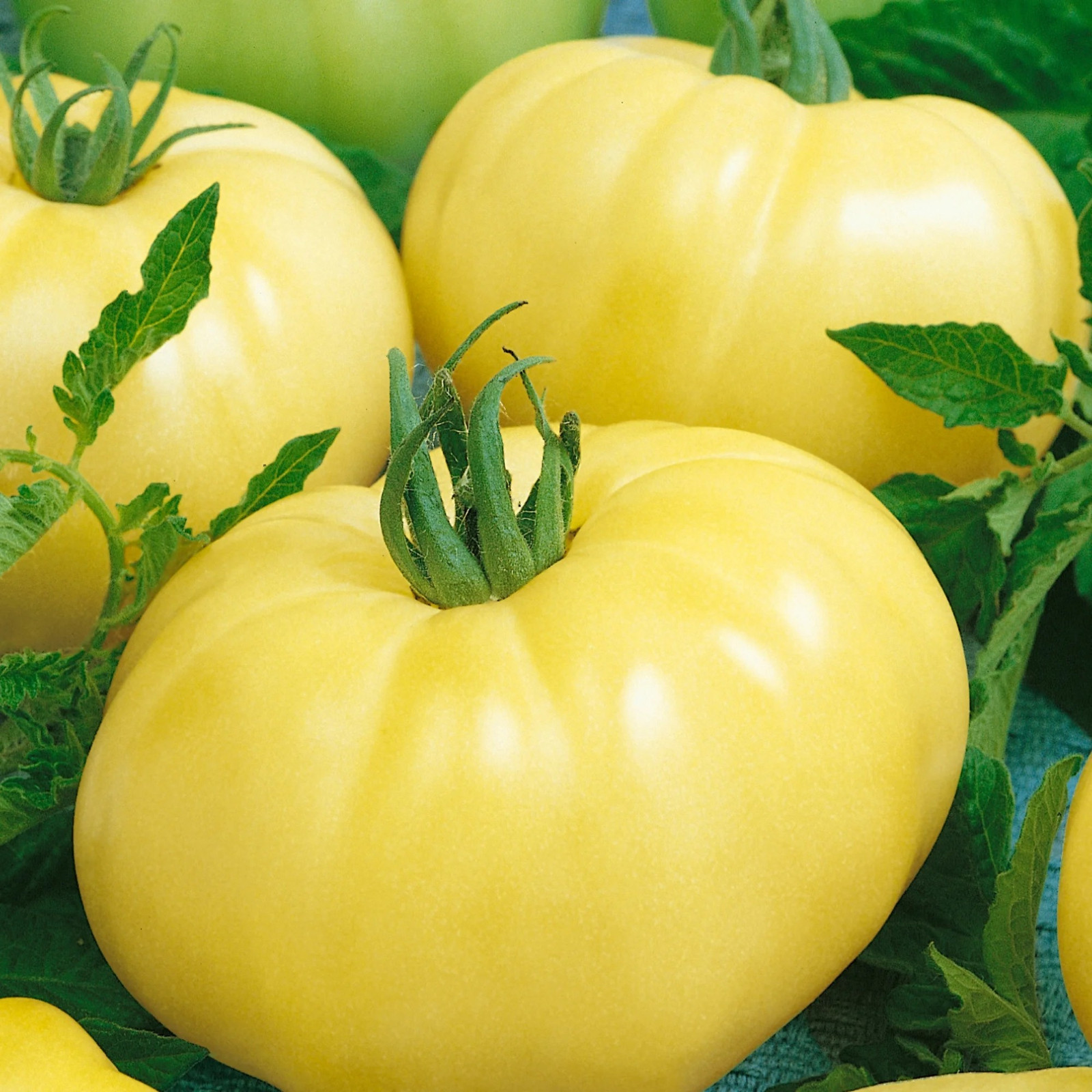 120+ CHEFS CHOICE TOMATO SEEDS — WHITE ————- FRESH