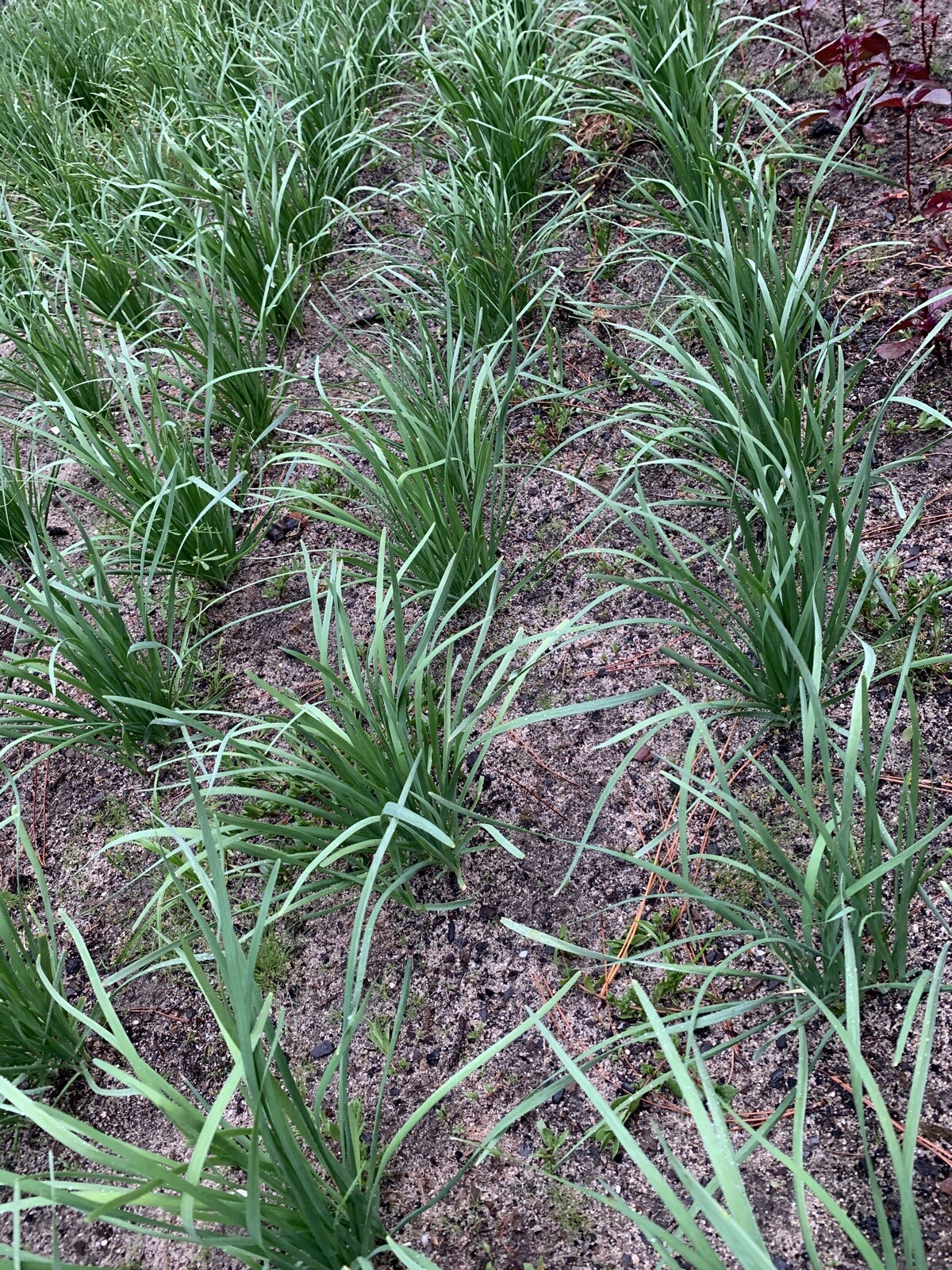 50 Live Stalks Garlic Chives Leek Plant Bare Root Organic Non-GM 老韭菜根