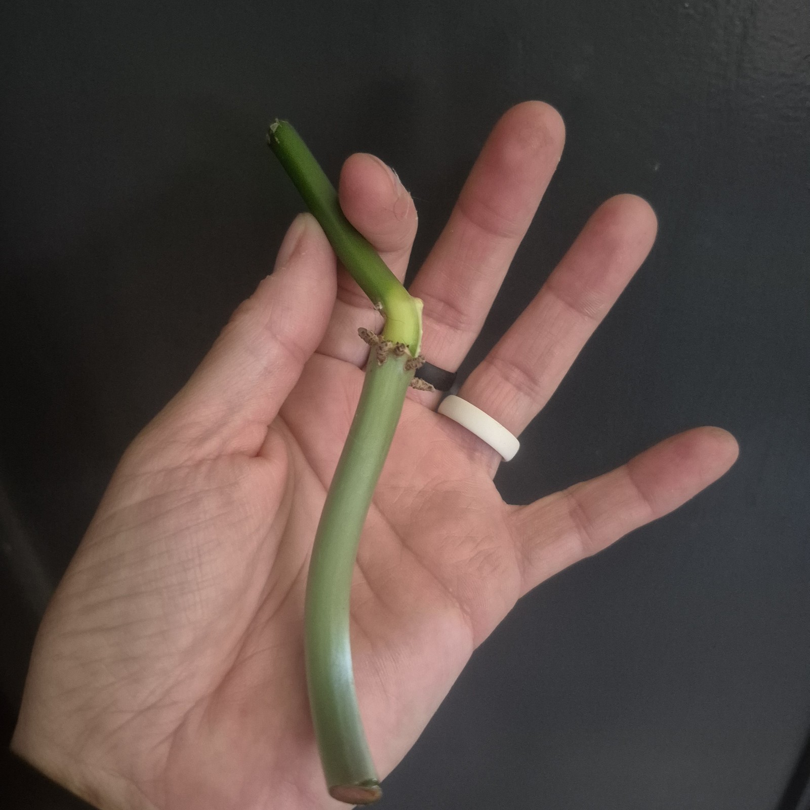 UNKNOWN Philodendron NOID – tropical Indoors live plant CUTTING UNROOTED