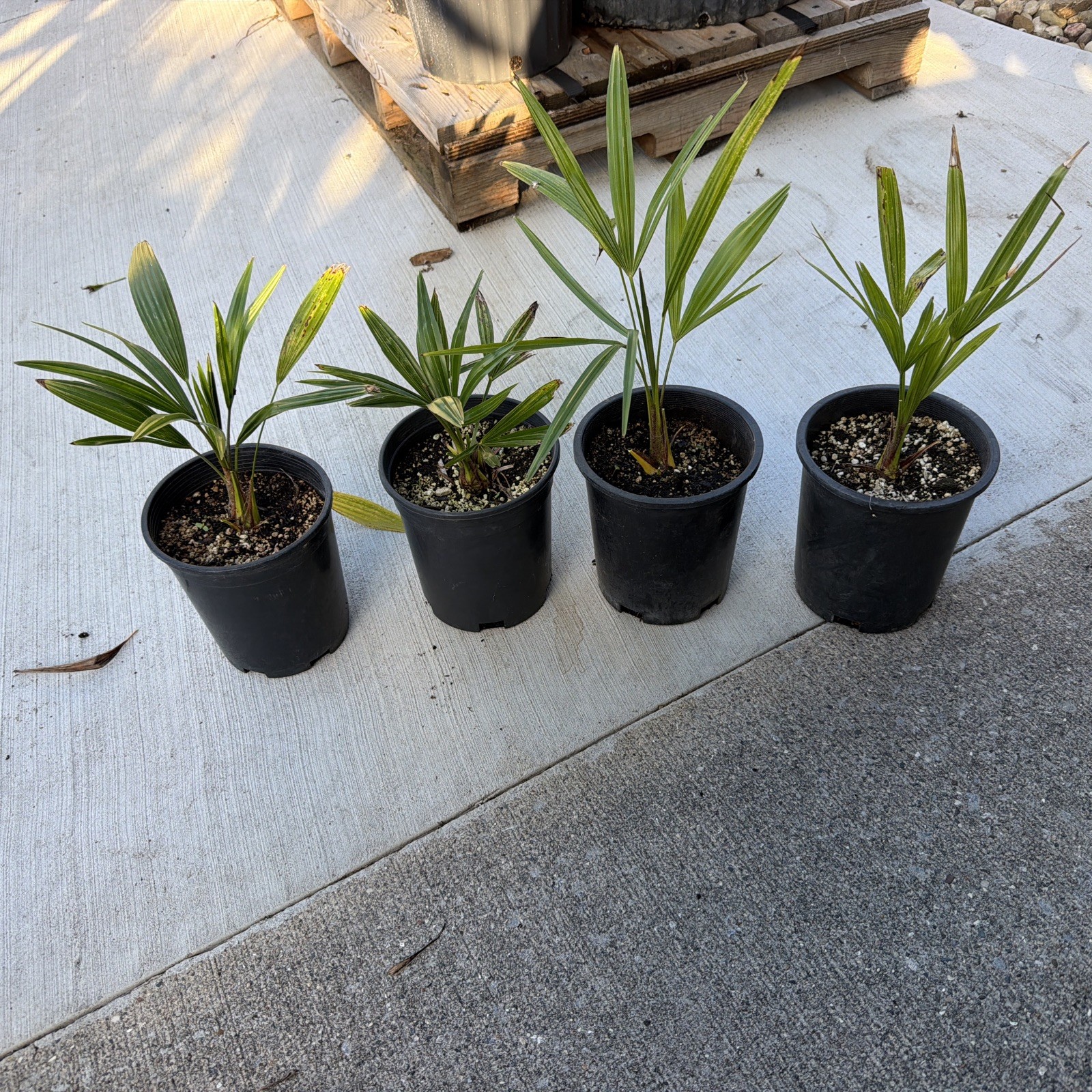 Windmill Palm 1 Gallon Pot 4 Pack